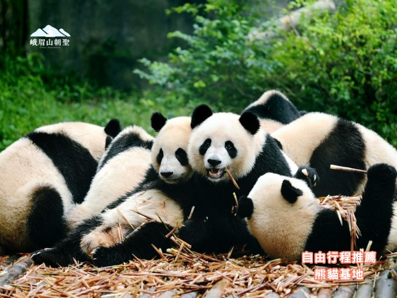 熊貓基地